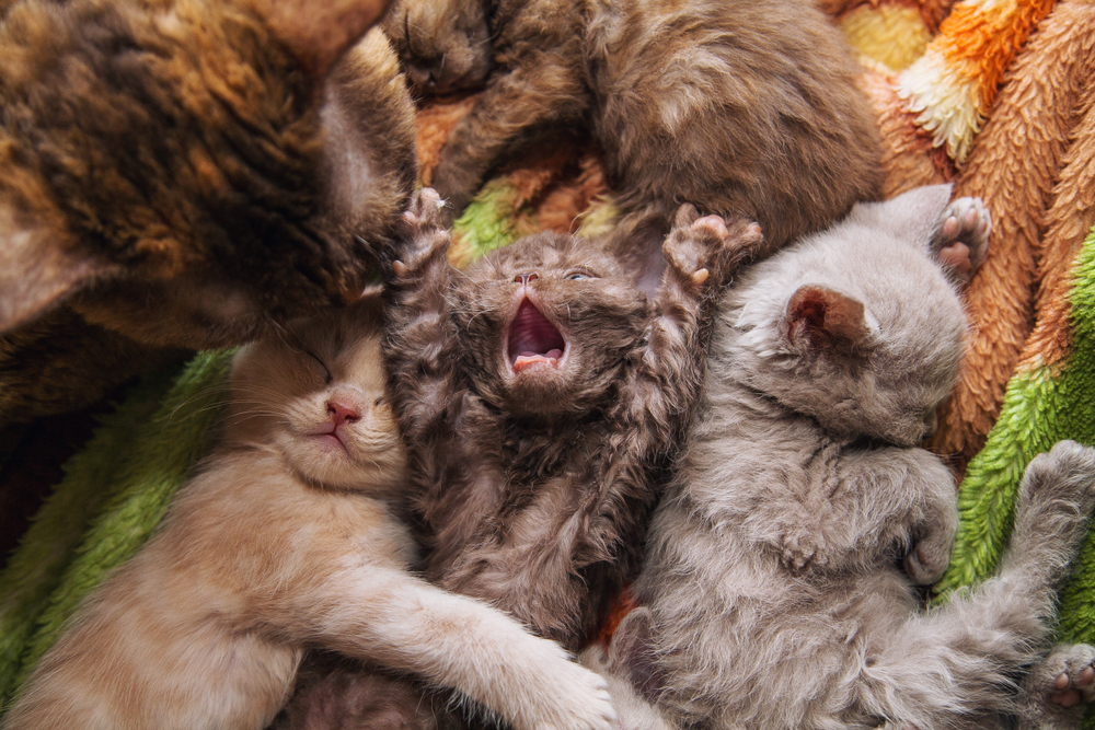 Todo Sobre El Selkirk Rex El Gato De Pelaje Rizado Cachorro